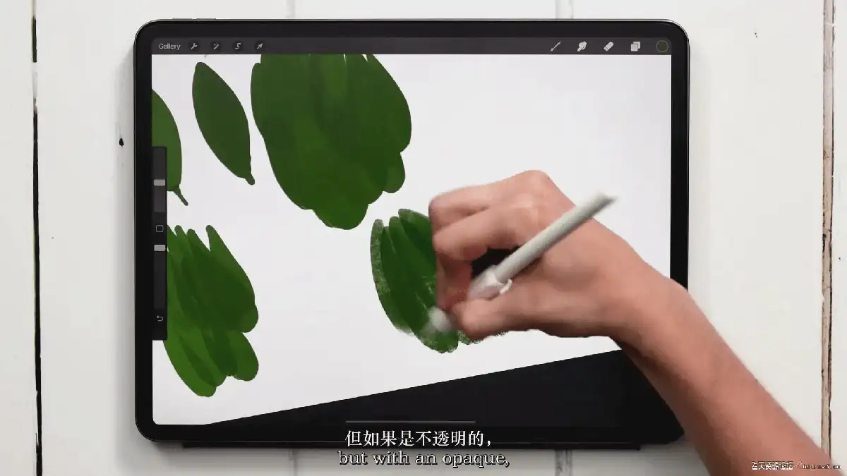 插画师在iPad Pro上使用Apple Pencil和Procreate软件，正对着一张真实的植物照片绘制极具色彩张力的水粉风植物插画5