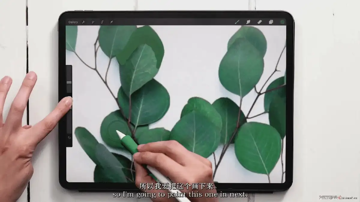 插画师在iPad Pro上使用Apple Pencil和Procreate软件，正对着一张真实的植物照片绘制极具色彩张力的水粉风植物插画7