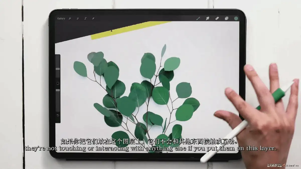 插画师在iPad Pro上使用Apple Pencil和Procreate软件，正对着一张真实的植物照片绘制极具色彩张力的水粉风植物插画8