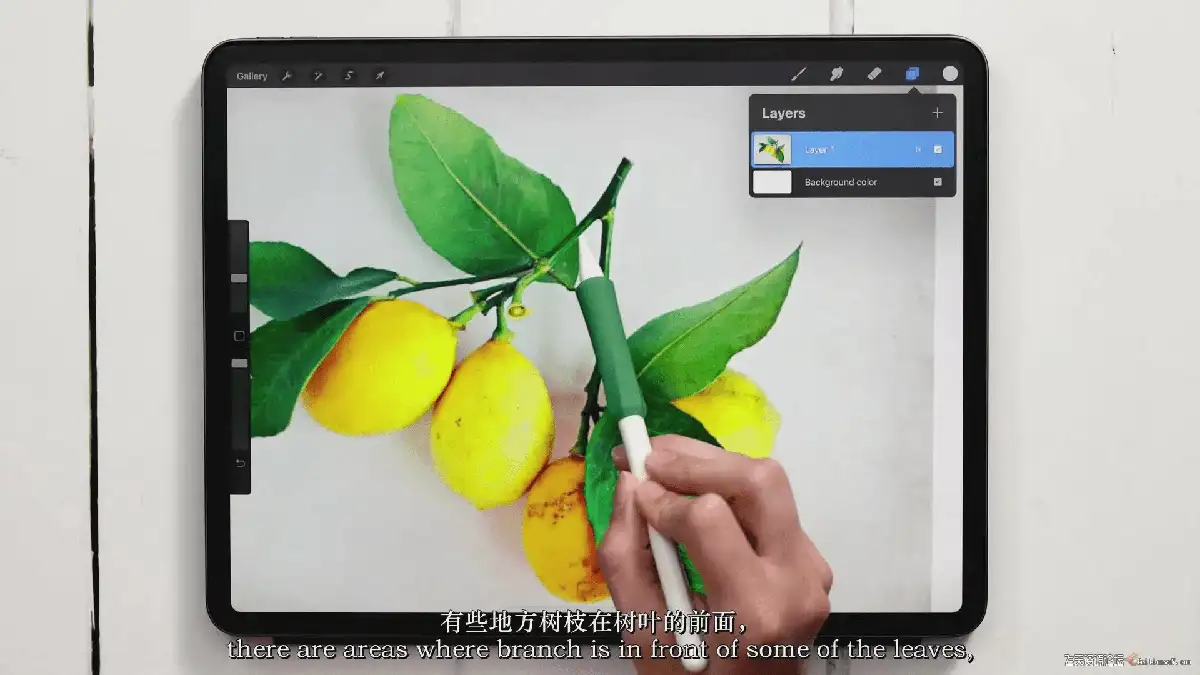 插画师在iPad Pro上使用Apple Pencil和Procreate软件，正对着一张真实的植物照片绘制极具色彩张力的水粉风植物插画10